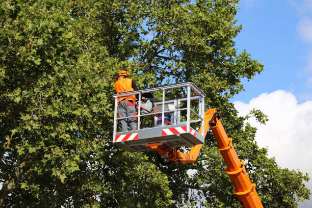 Best Palm Tree Trimming  in Hopelawn, NJ